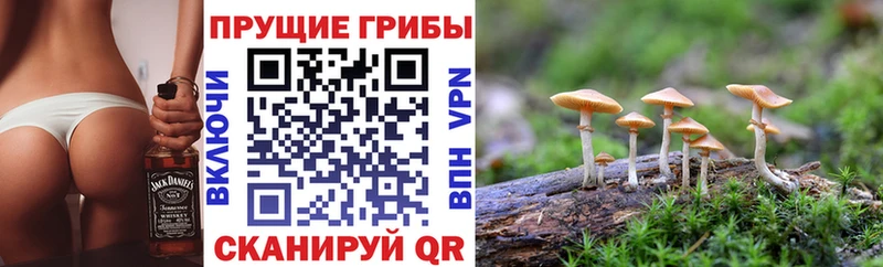 Псилоцибиновые грибы мицелий  Гусев 