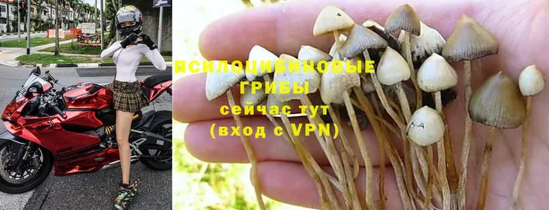 Псилоцибиновые грибы Psilocybine cubensis Гусев